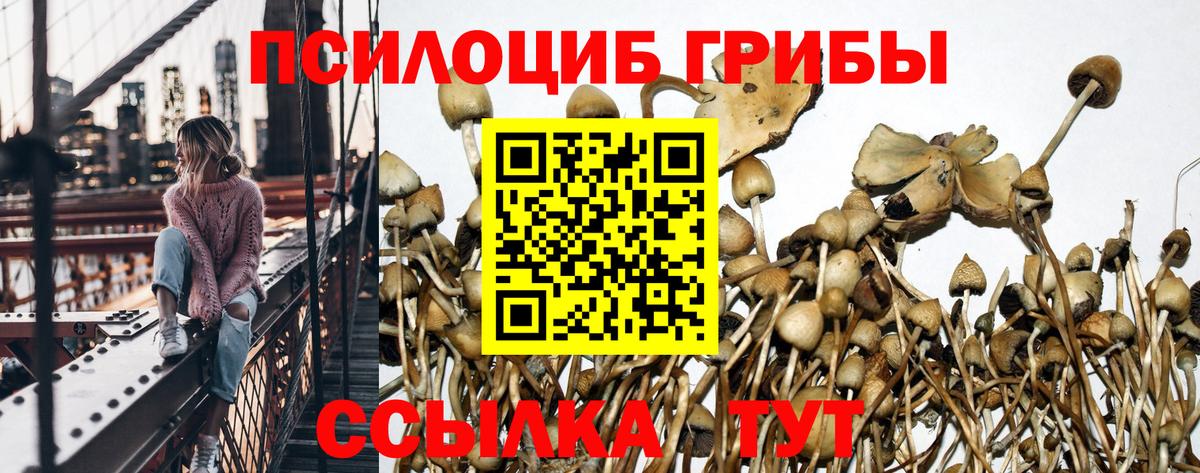 Елец  Псилоцибиновые грибы Cubensis  Вход с VPN 